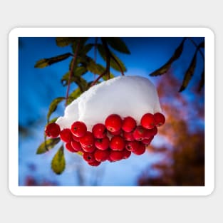 Snow Capped Mt Ash Berries Sticker